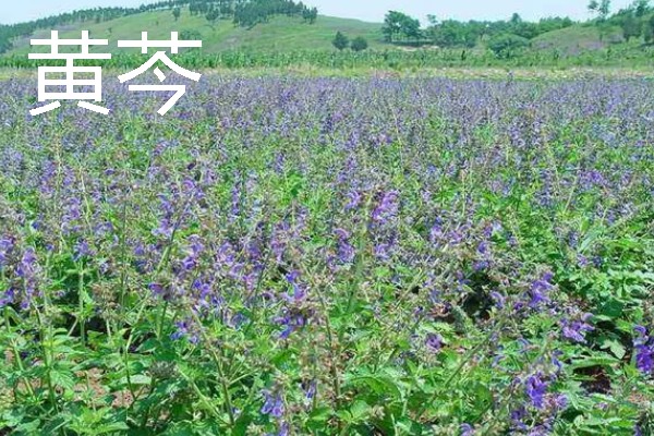 北方适合种植什么药材，可种植甘草、龙胆等