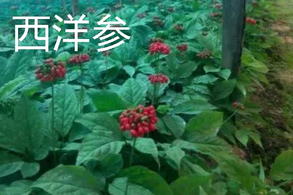 北方适合种植什么药材，可种植甘草、龙胆等
