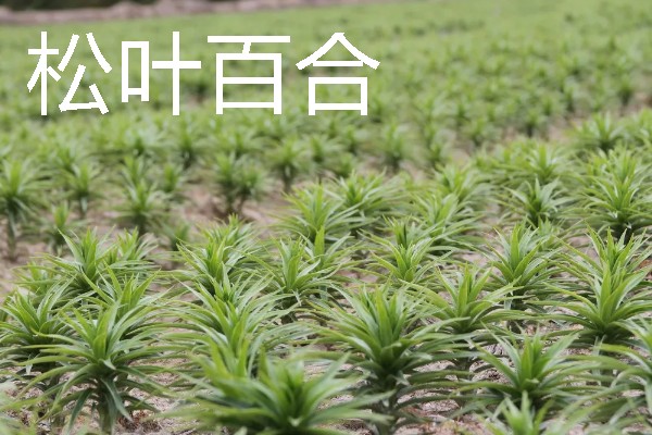 北方适合种植什么药材，可种植甘草、龙胆等
