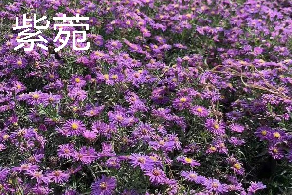 北方适合种植什么药材，可种植甘草、龙胆等