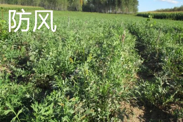 北方适合种植什么药材，可种植甘草、龙胆等