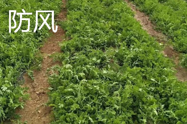 北方适合种植什么药材，可种植甘草、龙胆等