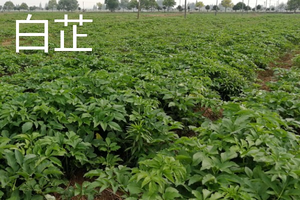 北方适合种植什么药材，可种植甘草、龙胆等