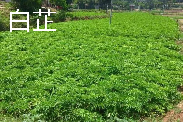 北方适合种植什么药材，可种植甘草、龙胆等