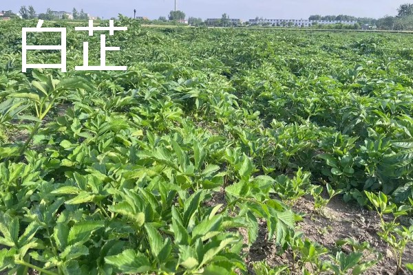 北方适合种植什么药材，可种植甘草、龙胆等