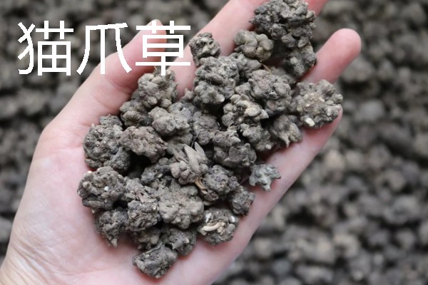 北方适合种植什么药材，可种植甘草、龙胆等