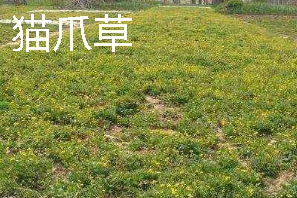 北方适合种植什么药材，可种植甘草、龙胆等