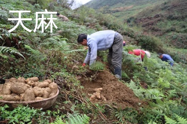 北方适合种植什么药材，可种植甘草、龙胆等