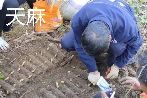 北方适合种植什么药材，可种植甘草、龙胆等