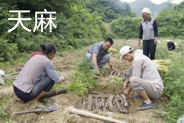 北方适合种植什么药材，可种植甘草、龙胆等