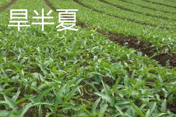 北方适合种植什么药材，可种植甘草、龙胆等
