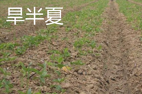 北方适合种植什么药材，可种植甘草、龙胆等