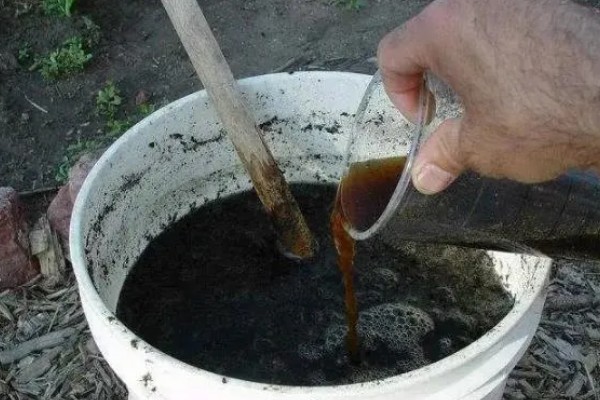 种红薯用草木灰的方式，草木灰和水按照1:5的比例调兑