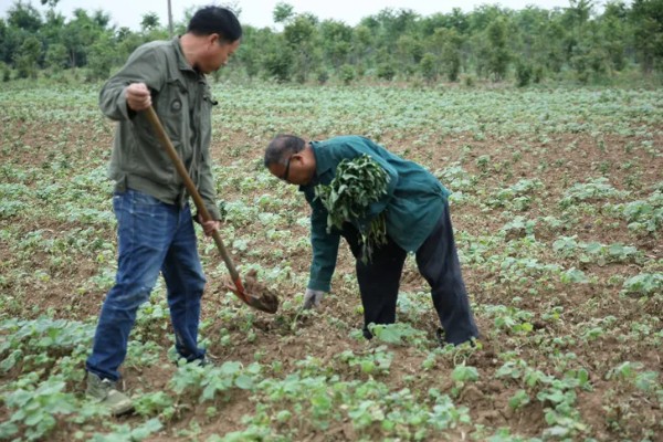 种红薯用草木灰的方式，草木灰和水按照1:5的比例调兑