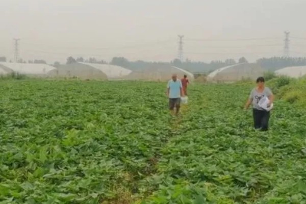 种红薯用草木灰的方式，草木灰和水按照1:5的比例调兑