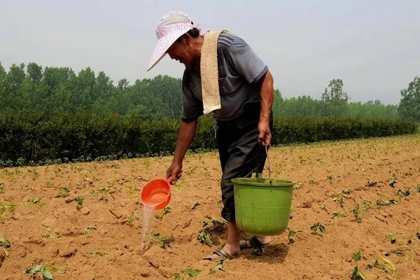 种红薯用草木灰的方式，草木灰和水按照1:5的比例调兑