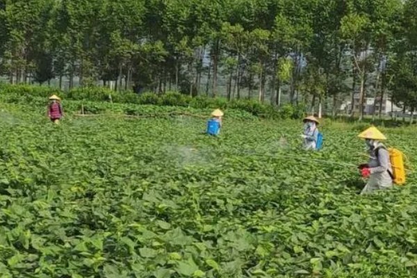 种红薯用草木灰的方式，草木灰和水按照1:5的比例调兑