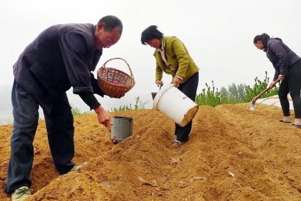 土壤板结有哪些危害，会影响根系发育