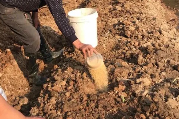 土壤板结有哪些危害，会影响根系发育