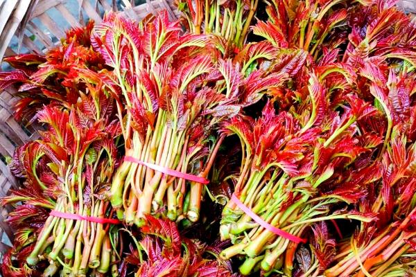 种植香椿的前景,食药两用前景可观