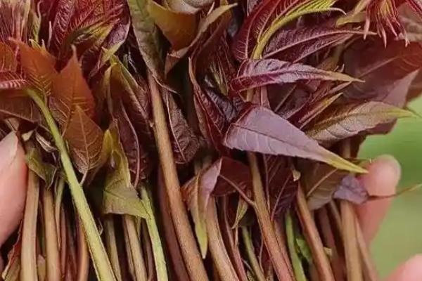 种植香椿的前景,食药两用前景可观