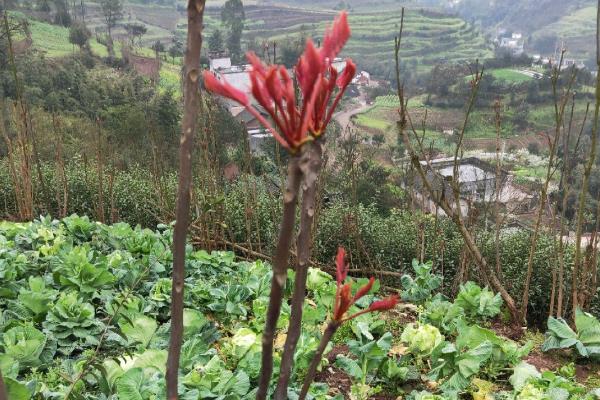 种植香椿的前景,食药两用前景可观