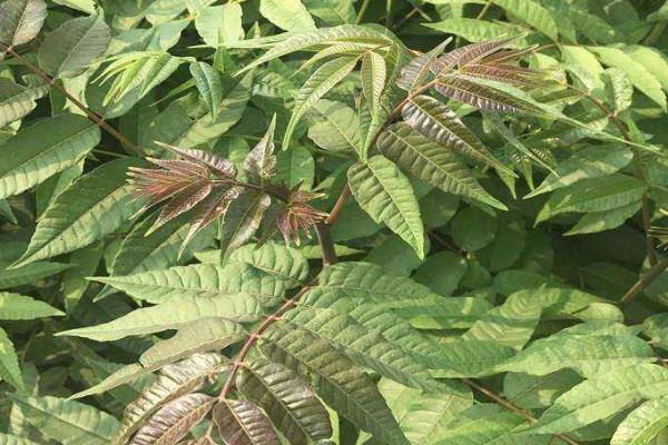 种植香椿的前景,食药两用前景可观