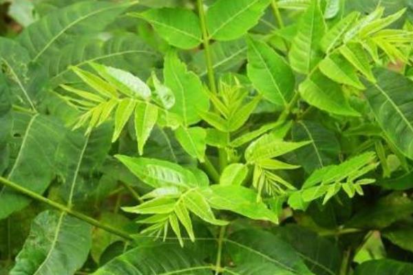 种植香椿的前景,食药两用前景可观