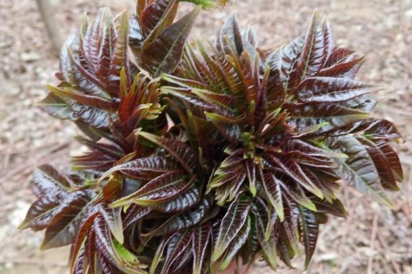 种植香椿的前景,食药两用前景可观