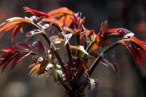 种植香椿的前景,食药两用前景可观