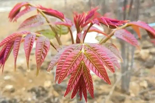 种植香椿的前景,食药两用前景可观