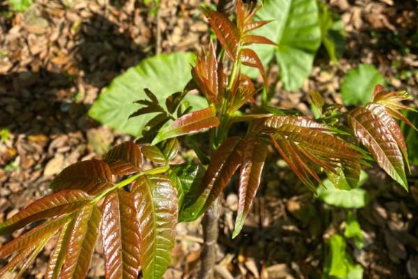 种植香椿的前景,食药两用前景可观