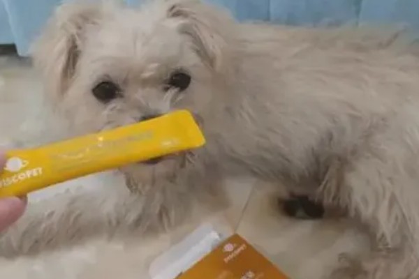 如何教会狗狗定点排便，一般采用奖励机制