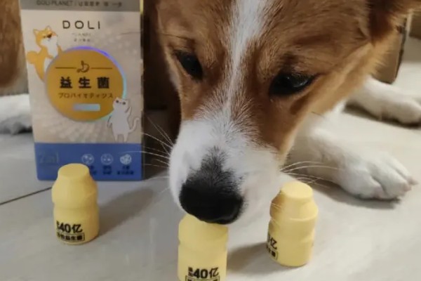 如何教会狗狗定点排便，一般采用奖励机制