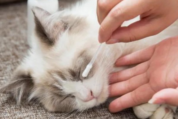 猫鼻支眼睛的阶段性用药，初期不建议使用抗生素