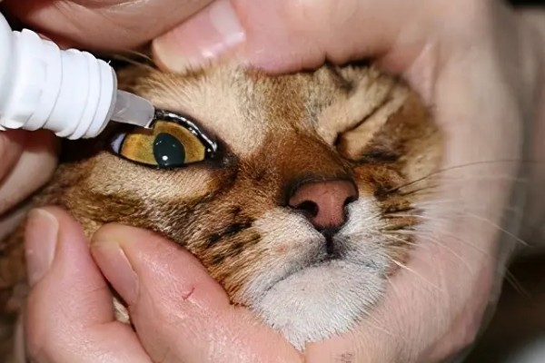 猫鼻支眼睛的阶段性用药，初期不建议使用抗生素