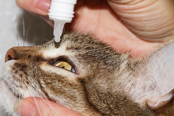 猫鼻支眼睛的阶段性用药，初期不建议使用抗生素