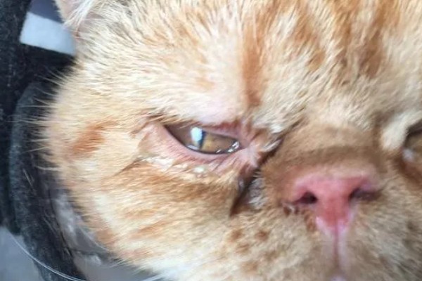 猫鼻支眼睛的阶段性用药，初期不建议使用抗生素