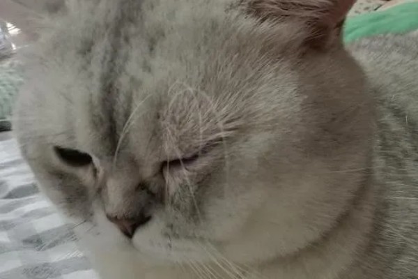 猫鼻支眼睛的阶段性用药，初期不建议使用抗生素