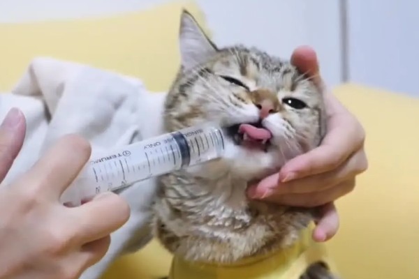 猫鼻支眼睛的阶段性用药，初期不建议使用抗生素