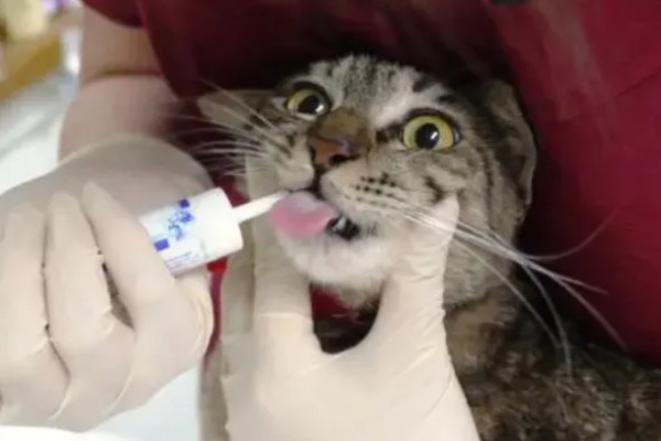 猫鼻支眼睛的阶段性用药，初期不建议使用抗生素