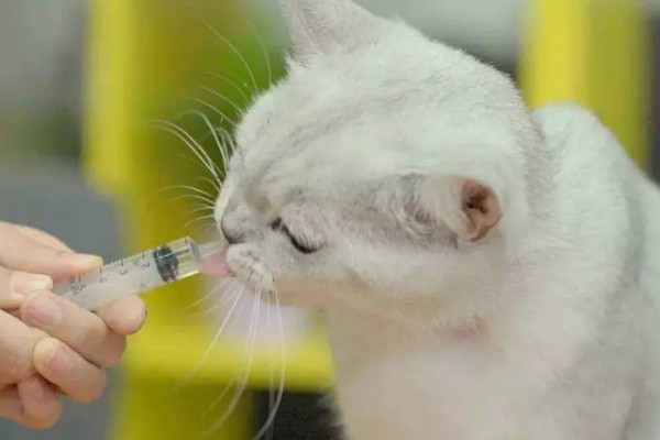 猫鼻支眼睛的阶段性用药，初期不建议使用抗生素
