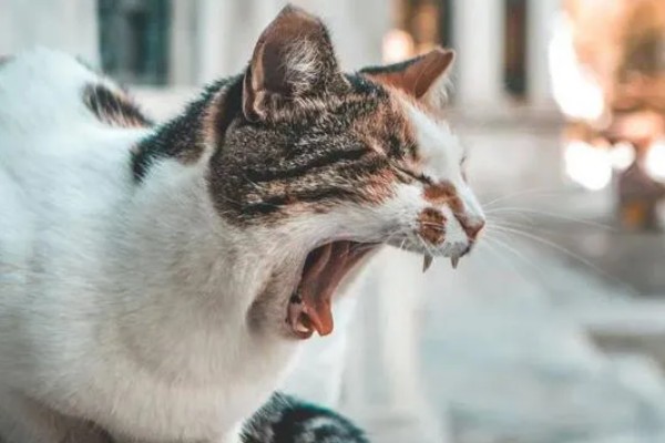 猫鼻支眼睛的阶段性用药，初期不建议使用抗生素