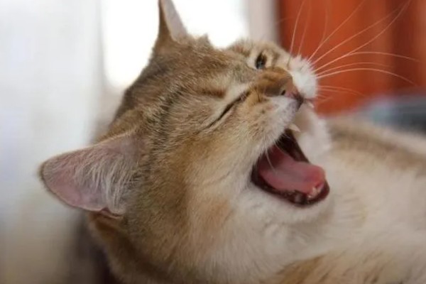 猫鼻支眼睛的阶段性用药，初期不建议使用抗生素