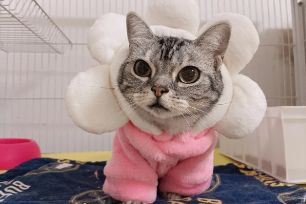 猫鼻支眼睛的阶段性用药，初期不建议使用抗生素