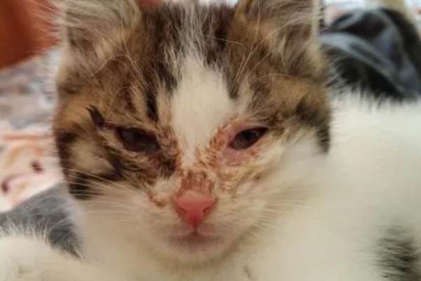 猫鼻支眼睛的阶段性用药，初期不建议使用抗生素