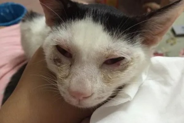 猫鼻支眼睛的阶段性用药，初期不建议使用抗生素