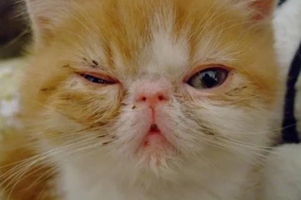 猫鼻支眼睛的阶段性用药，初期不建议使用抗生素