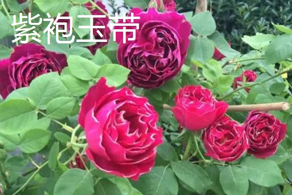 哪些藤本月季比较耐晒,常见藤本小伊甸园、艾拉绒球等品种