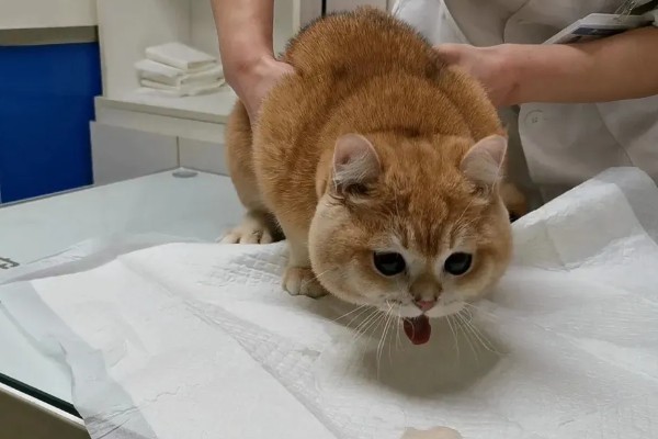 猫肠胃炎和猫传腹的症状，患有肠胃炎的猫会出现腹泻、精神不振等情况